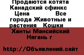 Продаются котята Канадский сфинкс › Цена ­ 15 000 - Все города Животные и растения » Кошки   . Ханты-Мансийский,Нягань г.